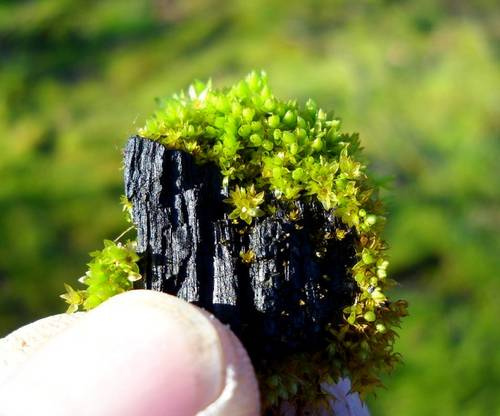 The Biochar Chance