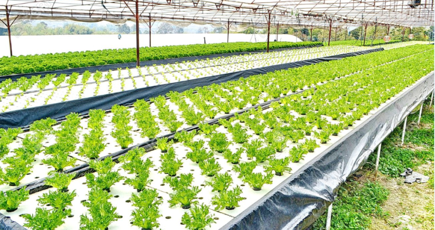 Cheap Hydroponics