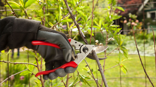 tree pruning Brisbane