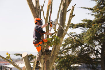 tree lopping brisbane