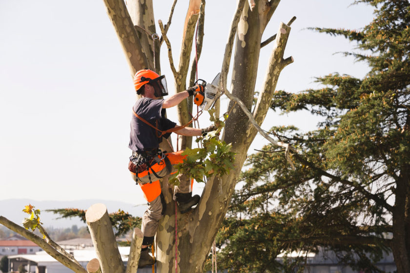 tree lopping brisbane