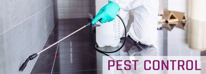 pre purchase pest inspection Gold Coast