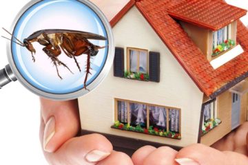 Pest Management Gold Coast