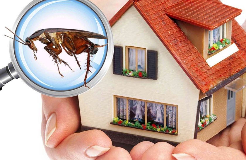 Pest Management Gold Coast