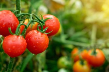 best fertilizer for tomatoes