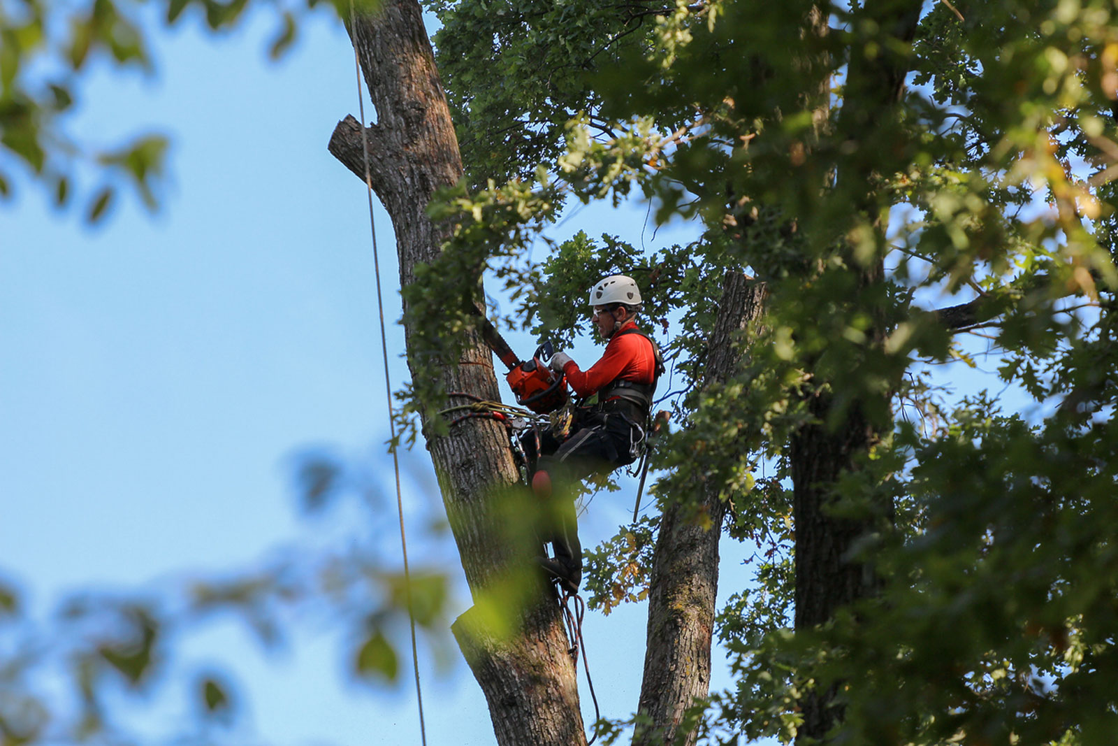 Tree Trimming Tauranga