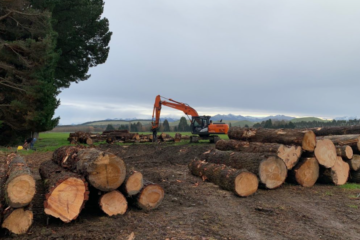 tree felling services