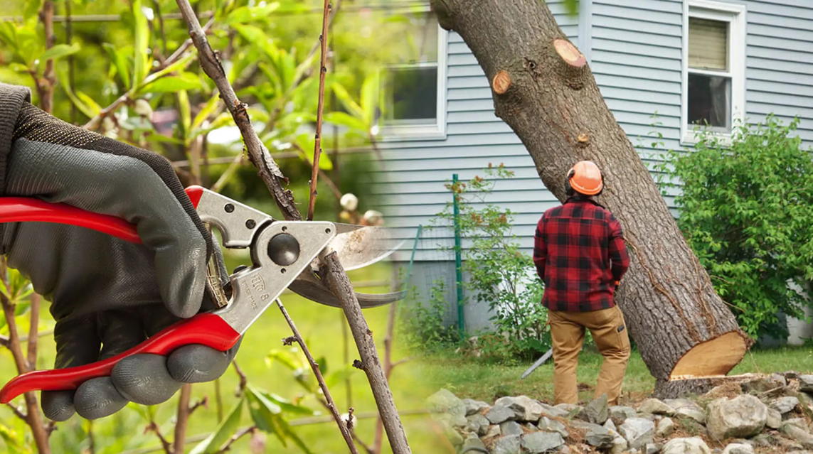 tree felling services