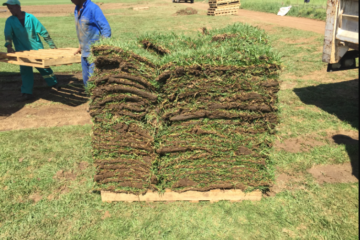 Ready lawn