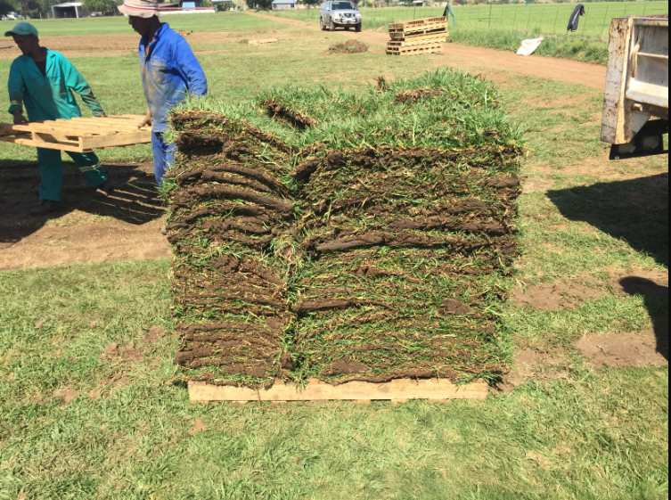 Ready lawn