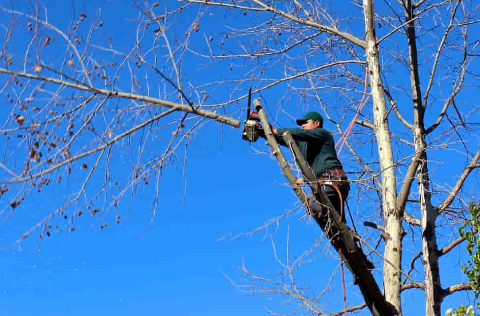 tree Removal in Sutherland Shire