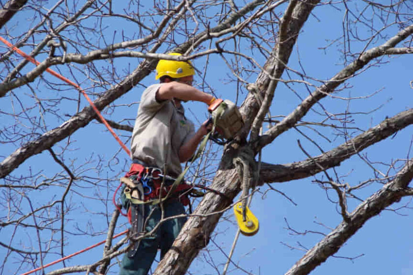 tree Removal in Sutherland Shire