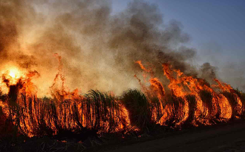 bushfire consultants