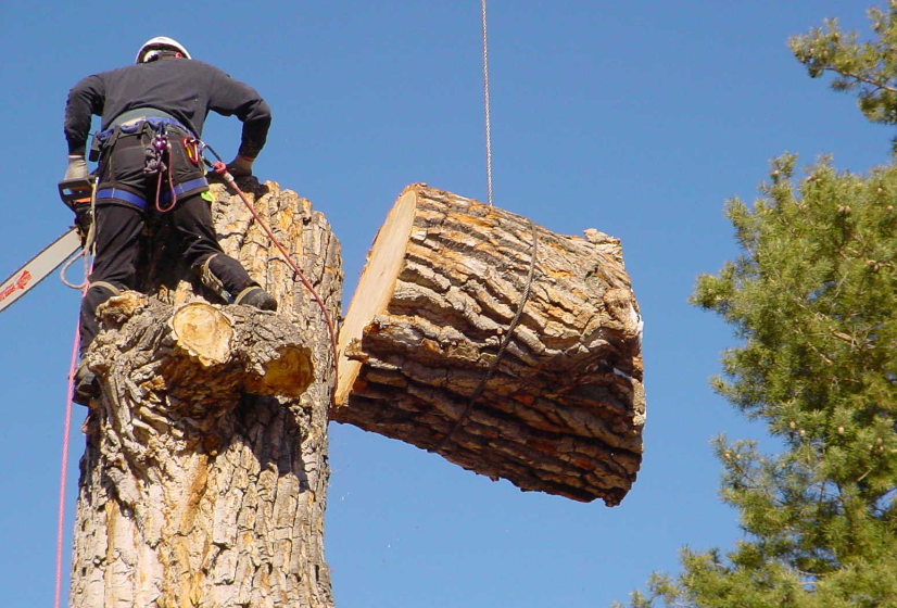 tree removal in Auckland