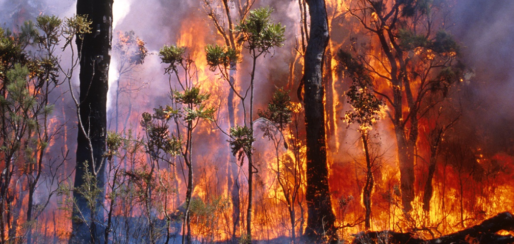 bushfire risk assessment
