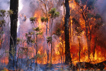 bushfire risk assessment