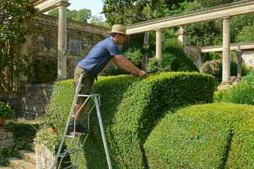 hedge trimming Rodney