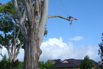 tree removal on Bay of Plenty