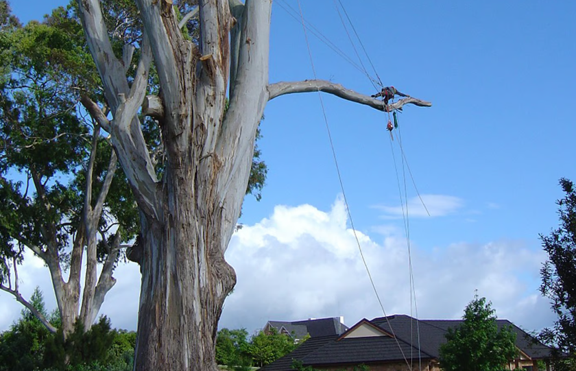 tree removal on Bay of Plenty