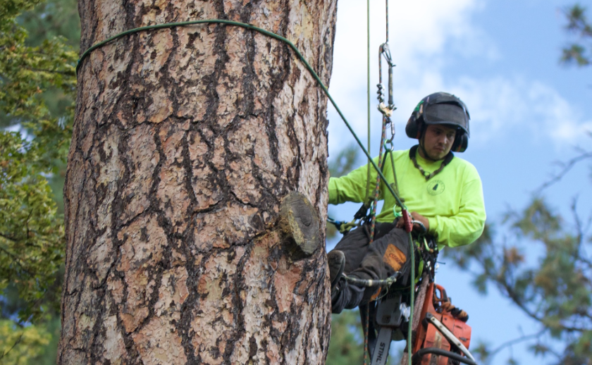 Tree arborists in Auckland