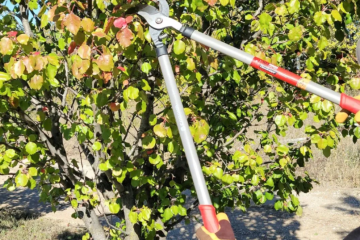 tree loppers near me