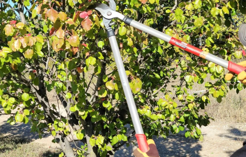 tree loppers near me