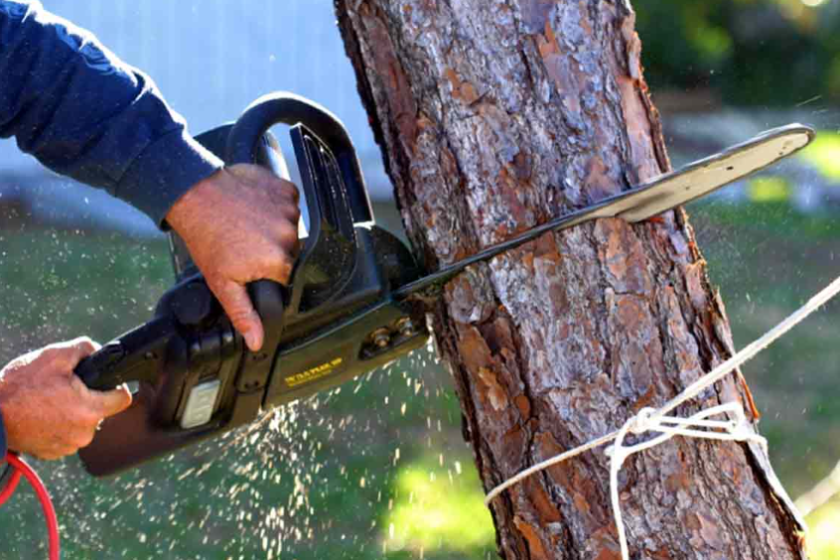 tree removal in Silverdale