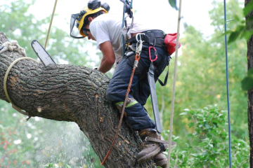 tree lopping on the Gold Coast