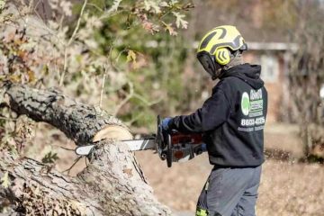 tree removal in Palmerston North