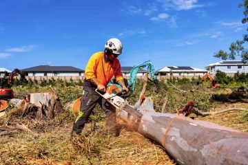 Palm tree removal on the Gold Coast